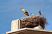 Hoces del ro Riaza, Montejo Spagna - Un nido di cicogne.